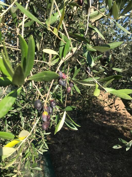 Agriturismo Il Sorbino - Appartamento Da Cocca Pian d'Alma Екстер'єр фото
