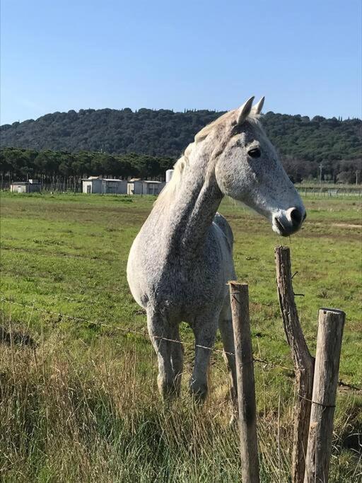 Agriturismo Il Sorbino - Appartamento Da Cocca Pian d'Alma Екстер'єр фото
